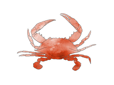 hello, little friend. cancer crab illustration line drawing maryland watercolor