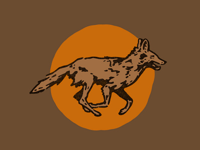 Coyotes Guide coyote education illustration outdoor pacific northwest sun washington wilderness