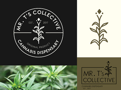 Mr. T's Collective Cannabis Dispensary Logo art cannabis cannabis branding cannabis design cannabis logo clean design flat icon identity illustration illustrator lettering logo minimal type typography vector