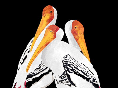 Painted storks birdlover birds indianbirds nature paintedstork procreate art storks texture vibrant