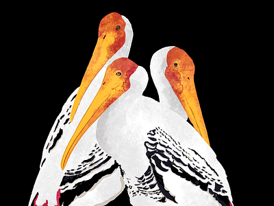 Painted storks