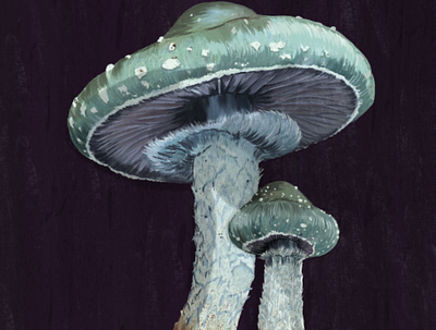 Mushrooms artist illustration illustrator mushrooms nature procreate rains textures tropics