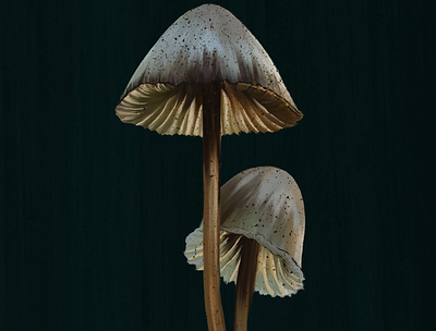 Mushrooms artist hues illustration illustrator mushroom nature textures