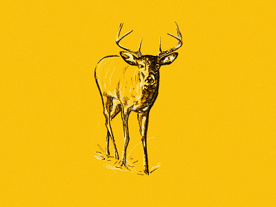 Whitetail Deer Sketch