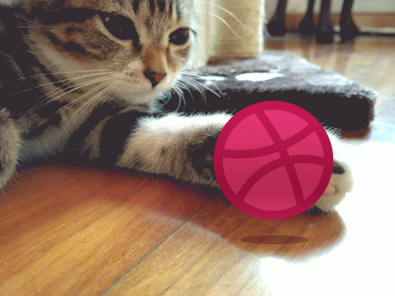First shot animation! after effects animation cat dribbble fiest shoot gif invite