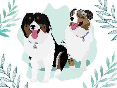 Bowie & Maui - Aussie Shepherds design dog dog illustration illustration wacom intuos