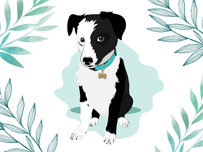 Panceta the Border Collie design dog dog illustration illustration puppy wacom intuos