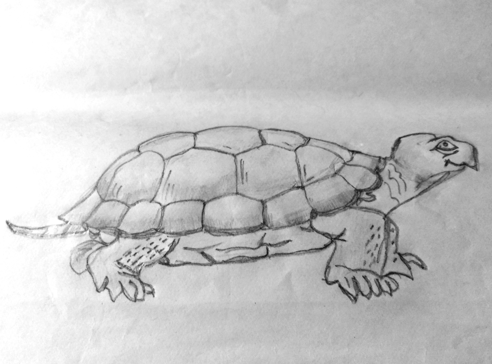 How to draw tortoise. Step-by-step tutorial.