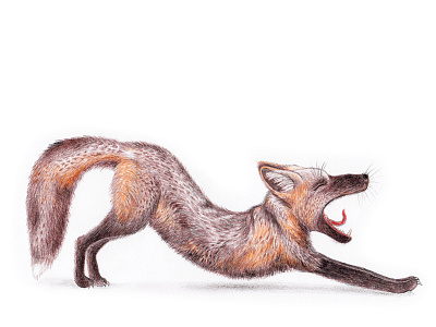 Fantastic fox art artist artwork decor fox foxes foxy gift home decor illustration illustration art illustrations inspiration wall art