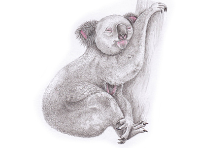 Spend some koality time art artwork decor draw drawing drawingart gift grey illustraion illustration art illustrations illustrator inspiration koala koala bear sleep sleepy wall art wall decor