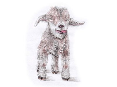 Funny goat