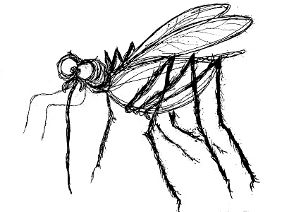 Mosquito Own Sketch cartoon sketch