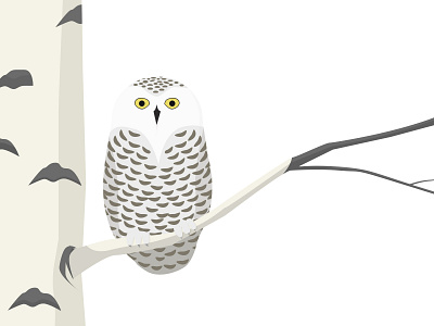 Snowy Owl Illustration bird illustration owl sketch snowy snowy owl winter
