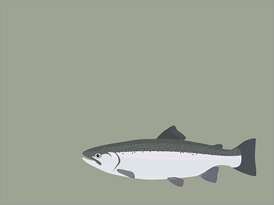 Steelhead fishing illustration sketch steelhead trout