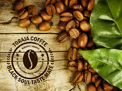Toraja Coffee branding design illustration logo typography vector