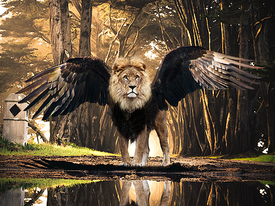 Hybrid Animals adobe photoshop animal design eagle hybrid lion reflection
