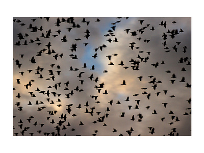 Murmuration XLIV birds photo photographer photography starling