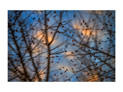 Murmuration XLIII birds photo photographer photography starling