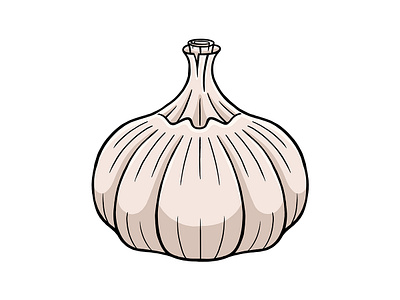 Garlic Vector Illustration food garlic illustration ingredient isolated natural organic plant spice vector vegetable white