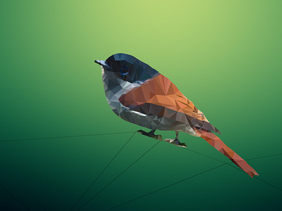 Bird bird birds design illustration lowpoly