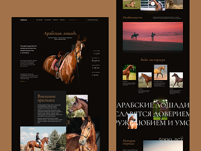 Landing Page TOP Horse