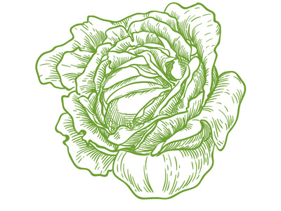 White cabbage