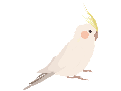 cockatiel illustration design flat illustration illustration art vector