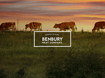 Benbury Meat Company | Logo Design butcher concept cow creative design logo meat typography
