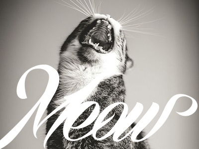Meow blackwhite bw cat color design letters meow space texture type typography