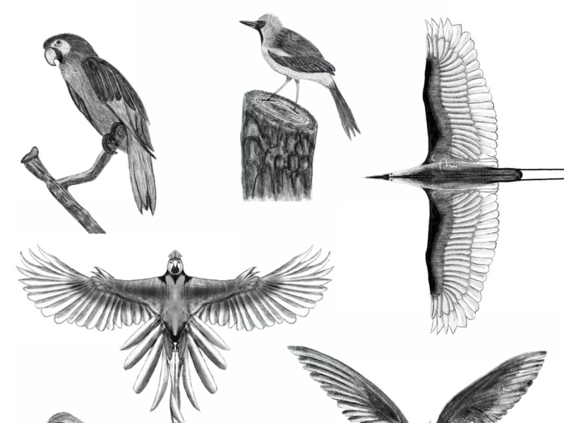 Illustration set of 3 kinds of birds... - Stock Illustration [86423503] -  PIXTA