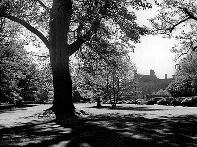 Putteridge Bury, Luton back and white bedfordshire luton park putterdige bury rolleiflex shade tree university