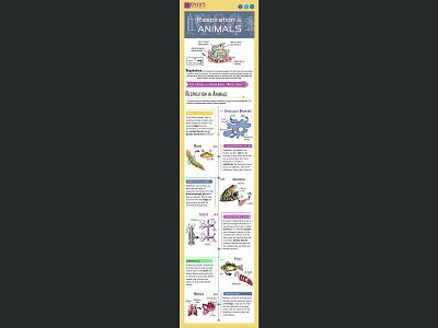 Infographic of Respiration in Animals illustration