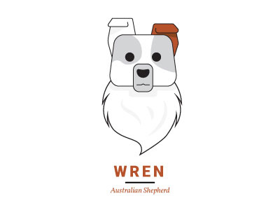 Wren australian dog shepherd