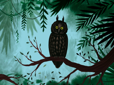 Album illustration plants tree leaves bird owl book album publishing jungle exotic digital painting digital illustration brazil amazon nature illustration illustration