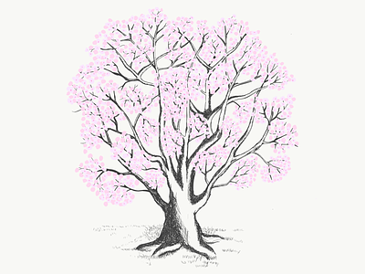 Flowering Cherry Trees illustration