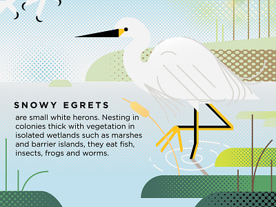 Snowy Egrets bird bird illustration icon icon design illustration nature nature sign snowy egret water