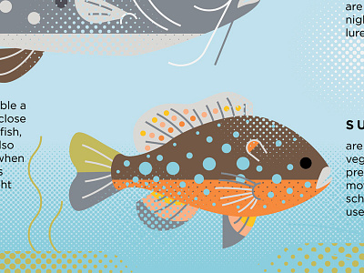 Sunfish fish fish illustration icon icon design illustration nature nature sign sunfish water