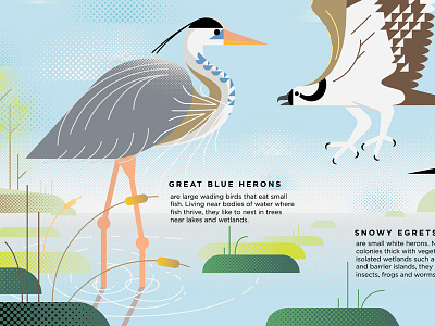 Great Blue Heron bird bird illustration great blue heron icon icon design illustration nature nature sign water