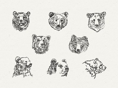 Oso WIP: Early Sketches bear branding illustration logo rough sketch