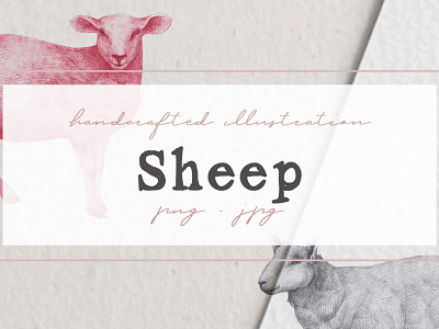 Hand drawn Sheeps Illustrations clipart nantiaco graphics sheep clipart sheep illustration