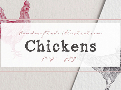 Hand drawn Chicken Illustrations chicken artwork chicken clipart chicken drawing graphic design resources illustration nantiaco graphics