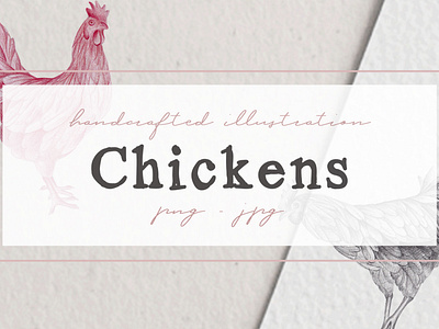 Hand drawn Chicken Illustrations