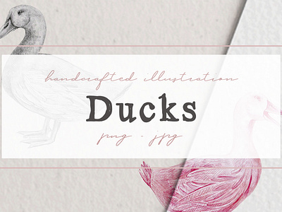 Hand drawn Ducks Illustrations animal farm cliparts animal illustration ducks artwork ducks cliparts illustration nantiaco graphics
