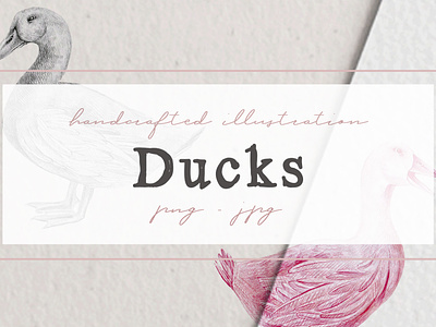 Hand drawn Ducks Illustrations