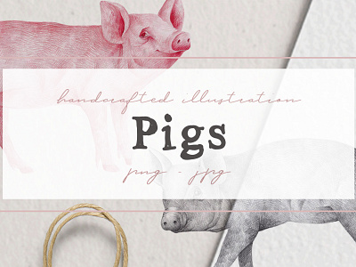 Hand drawn Pigs Illustrations illustration nantiaco graphics pig clipart piglets