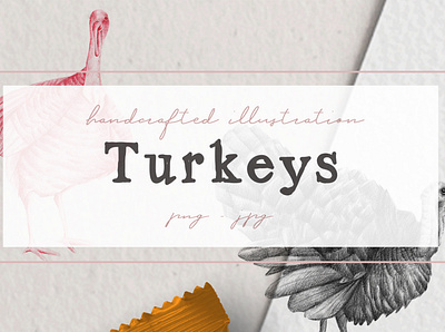 Hand drawn Turkeys Illustrations nantiaco graphics turkey artwork turkey illustration