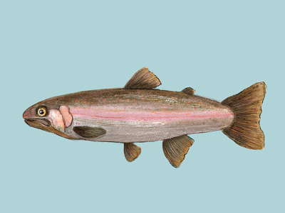 Trout childrens illustration design fish illustration illustration art rainbow rainbow trout trout water