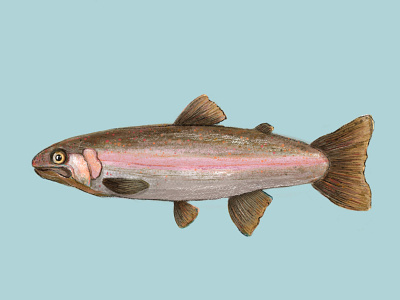 Trout