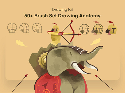Brush Set Anatomy anatomy animation brush crafting creation illustration procreate