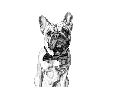 French Bulldog animal artistic commissioned digital painting dog french bulldog illustration art ipadpro pet portrait portrait painting realistic realistic drawing